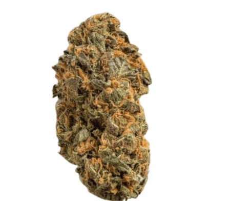 Remexian 27/1 PRT MTP - Mokum's Tulip