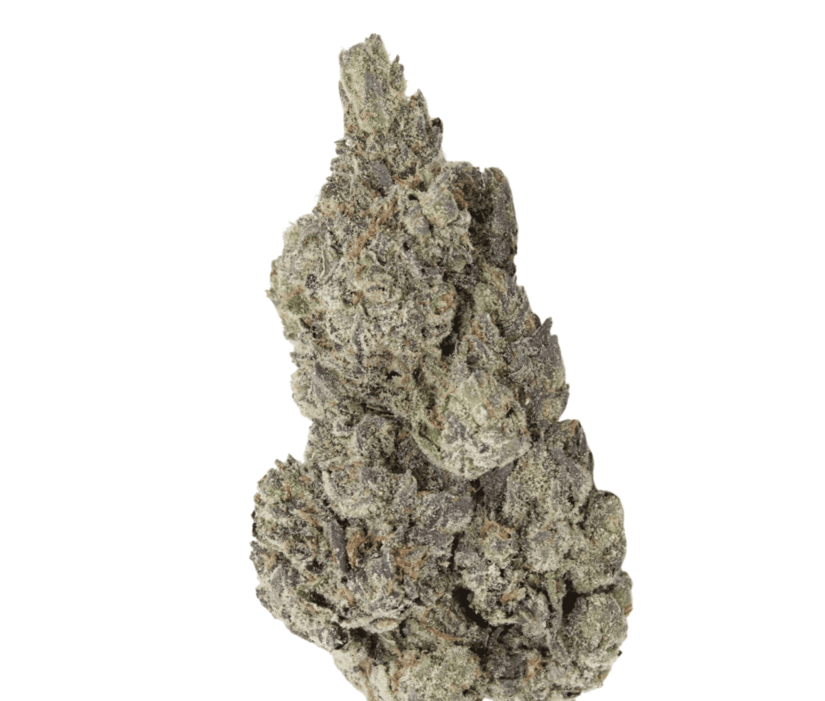 Vasco PR PT - Pave Runtz