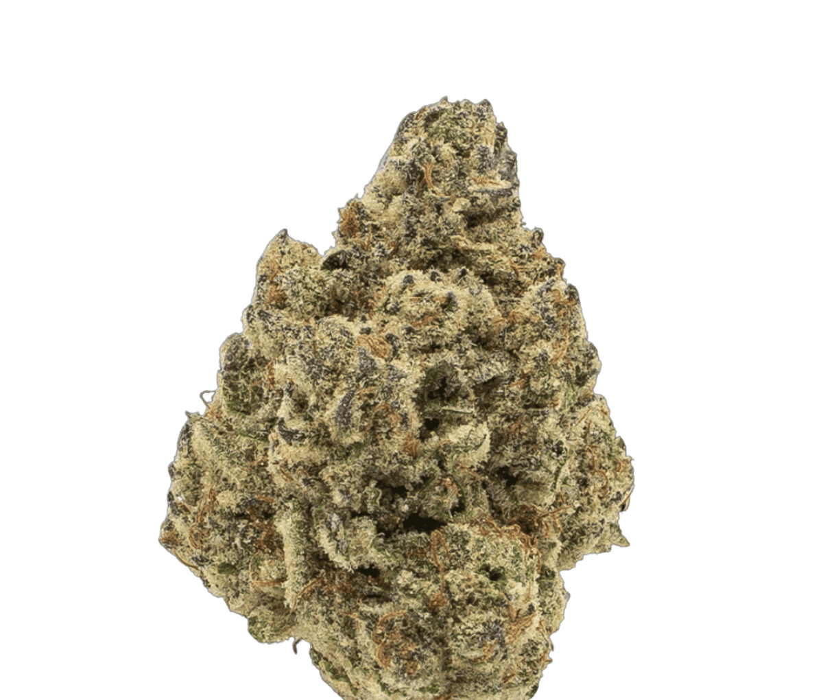 MGF CANN JGN 26/1 - - Motor Crasher