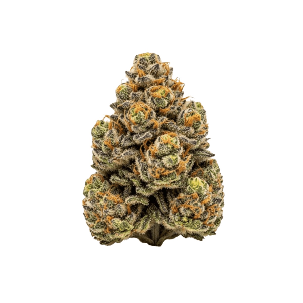HiDealz 24/1 MS PIK - Pink Kush smalls HiDealz 24/1 MS PIK - Pink Kush smalls
