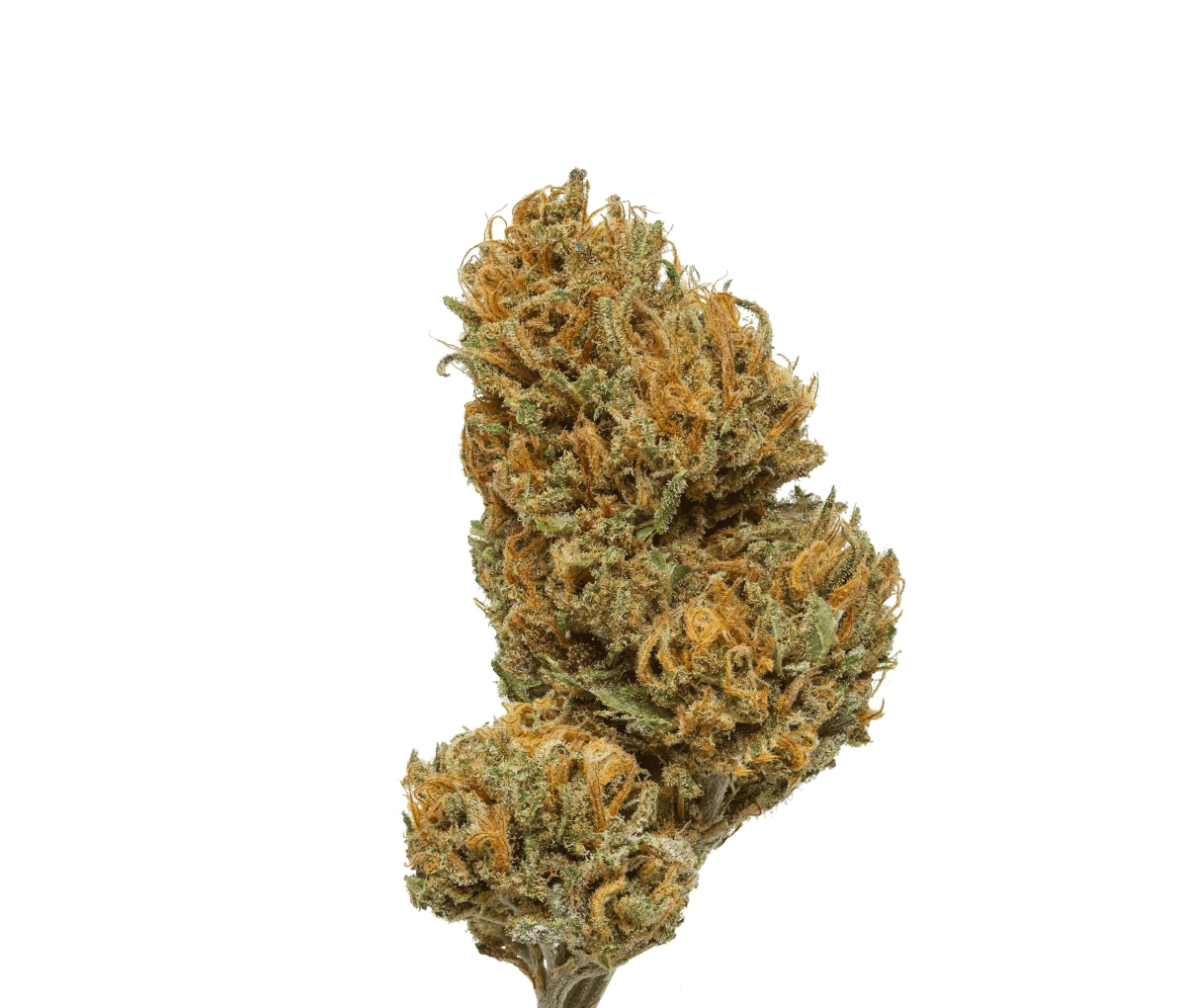 Canify Cannabis flos 8/9 LS Ku. Basotho Even Canify Cannabis flos 8/9 LS Ku. Basotho Even