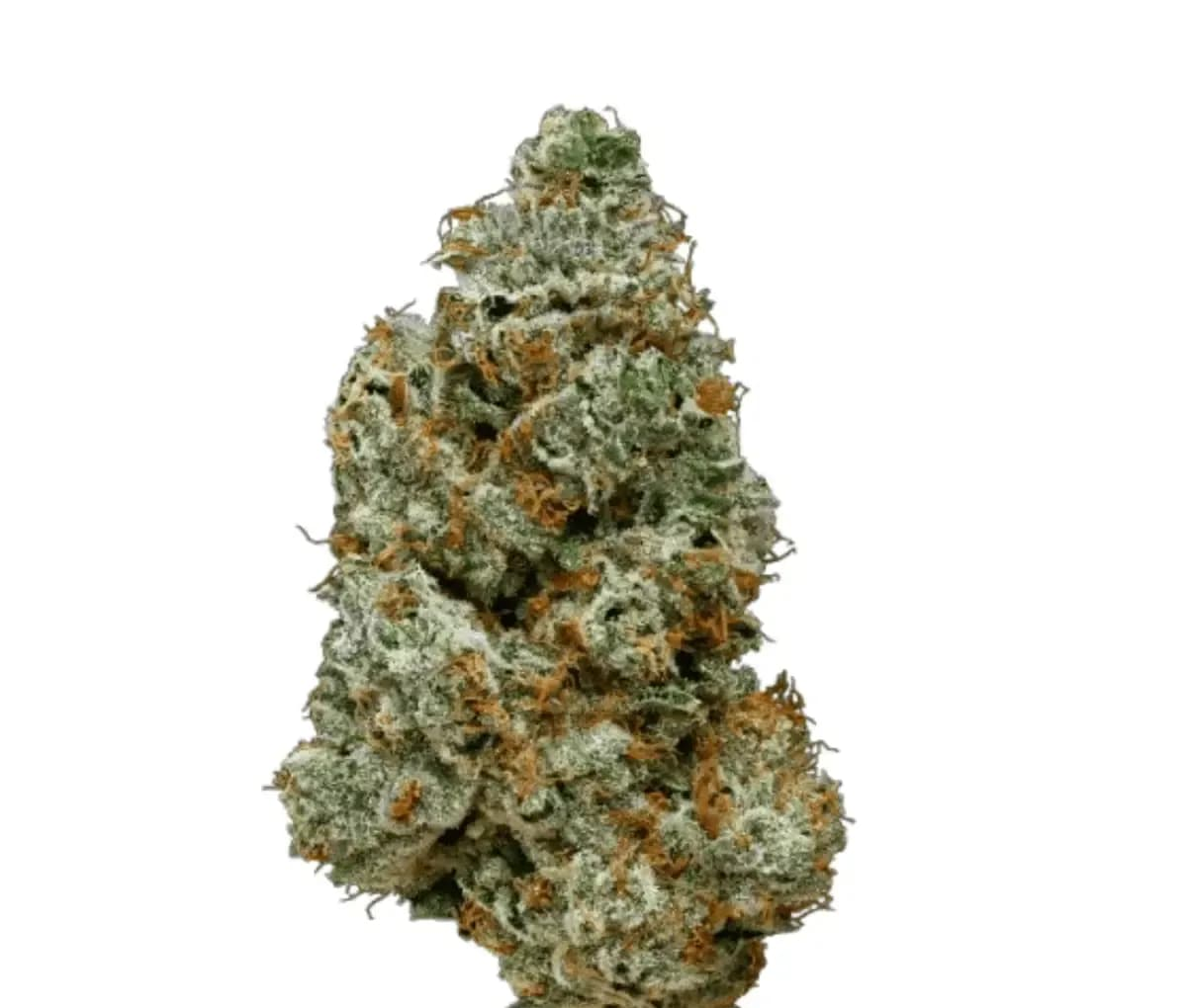 28/1 IUVO OC Orange Z