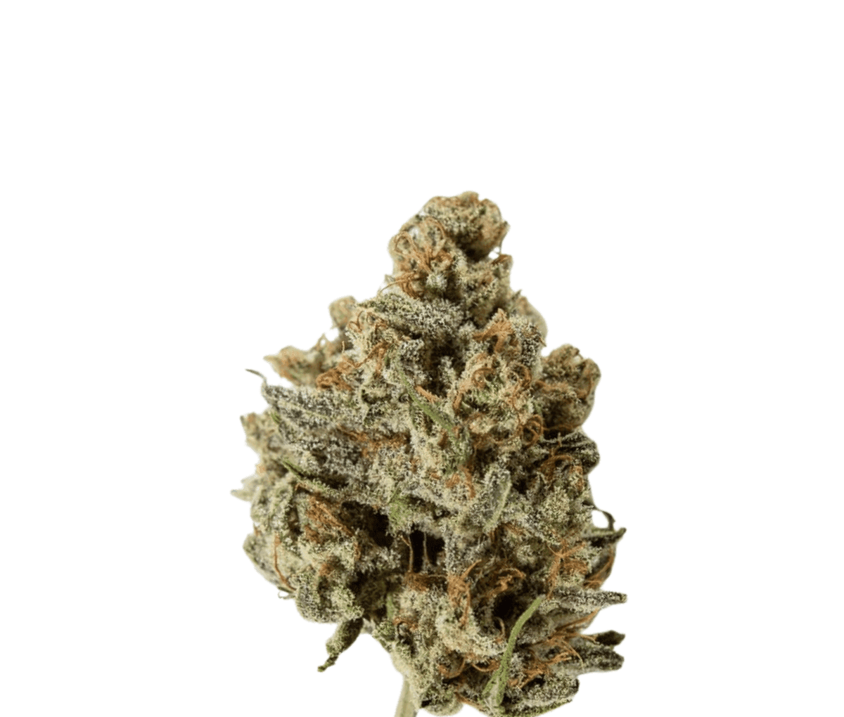 IMC PBG THC25 Token - Sour Beach IMC PBG THC25 Token - Sour Beach