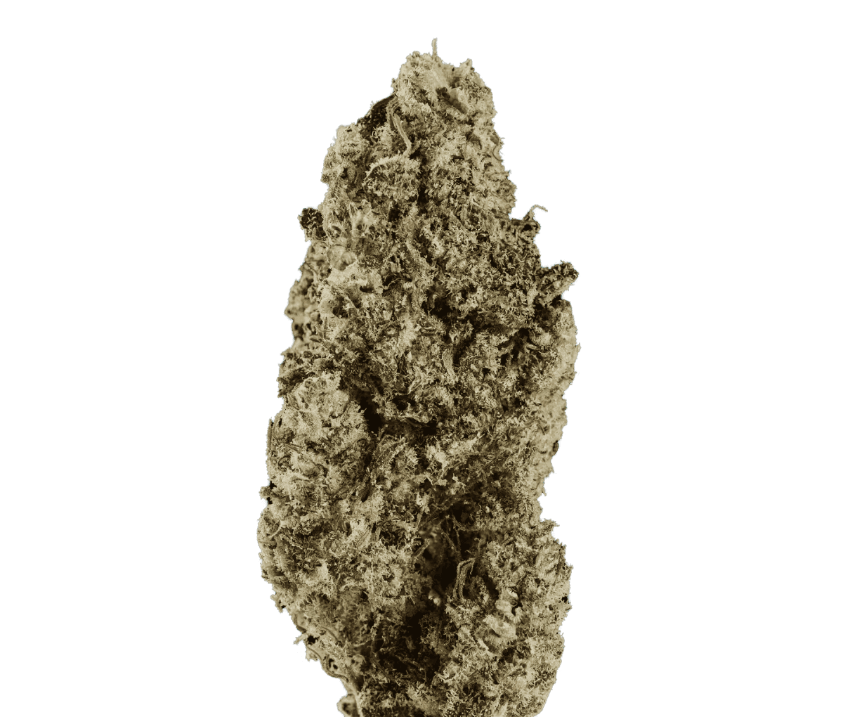 mediproCan LUNARIS 25/1 - Capri Haze mediproCan LUNARIS 25/1 - Capri Haze