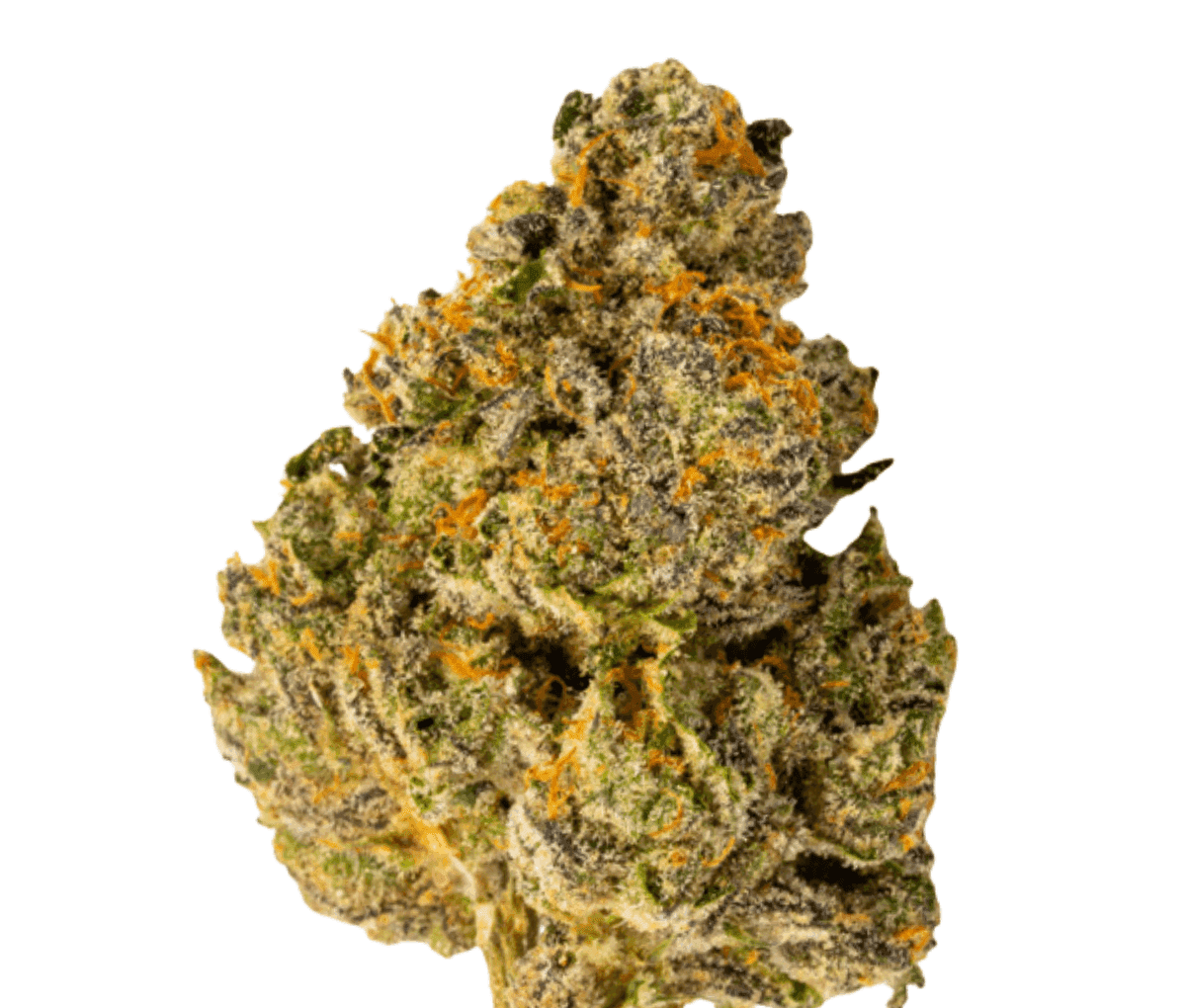 420 Compound 20/1 PT TGY - Tigerz Eye