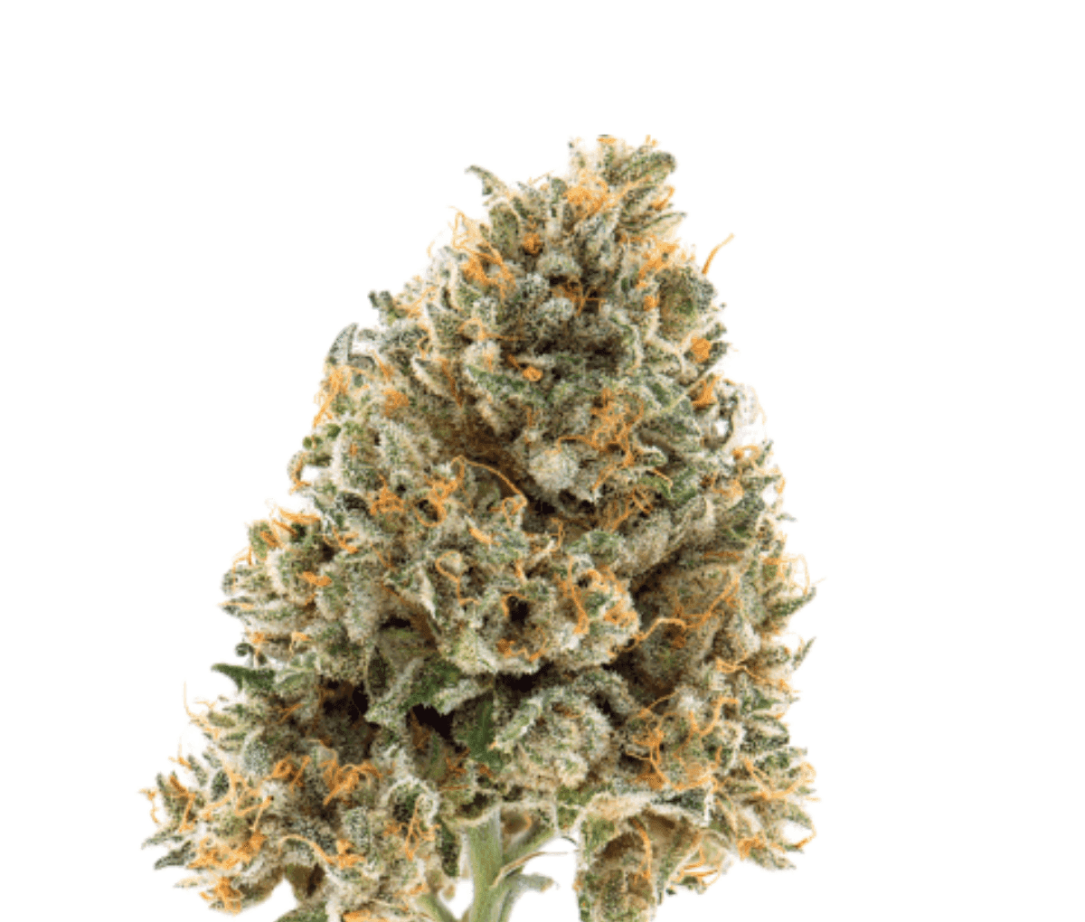 IMC RC6 THC20 - Tropic Smash IMC RC6 THC20 - Tropic Smash