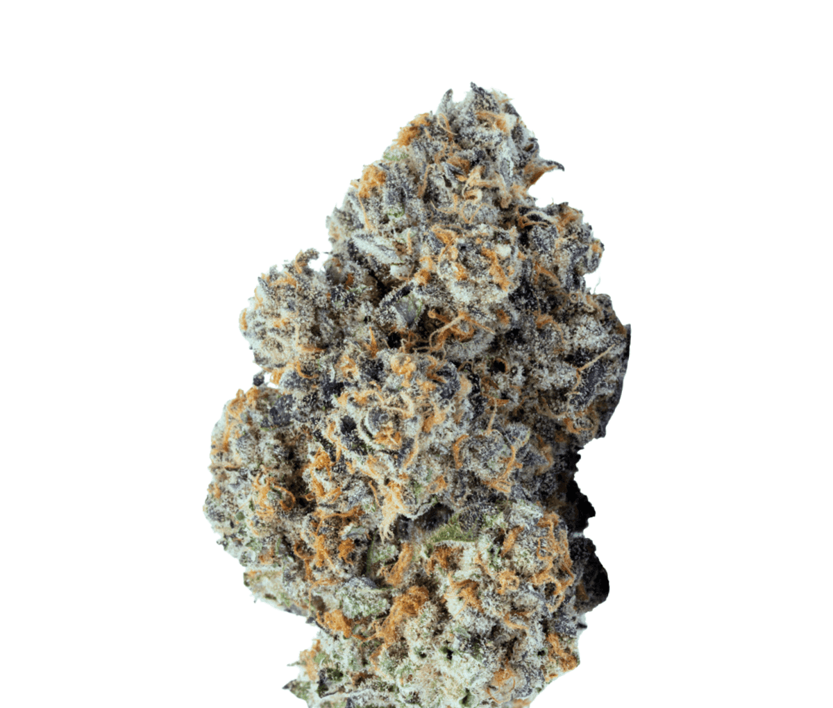 BLKMKT LAW THC25 - LA WoMAC BLKMKT LAW THC25 - LA WoMAC