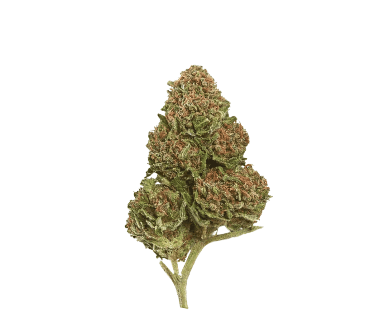 Canify 18/1 LS Ku. Exodus Cheese 