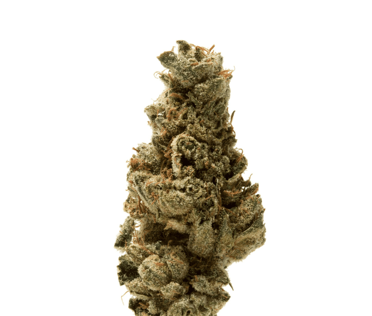 420 Compound 27/1 CA BER - Berlin Berries