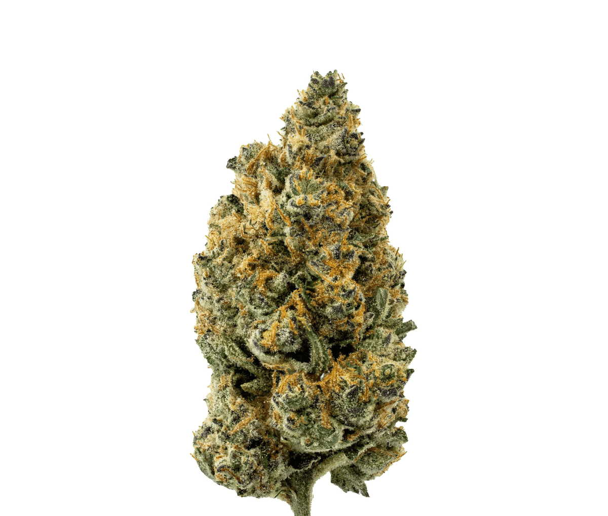 Remexian 27/1 OTA ZAD Zanda´s Dream