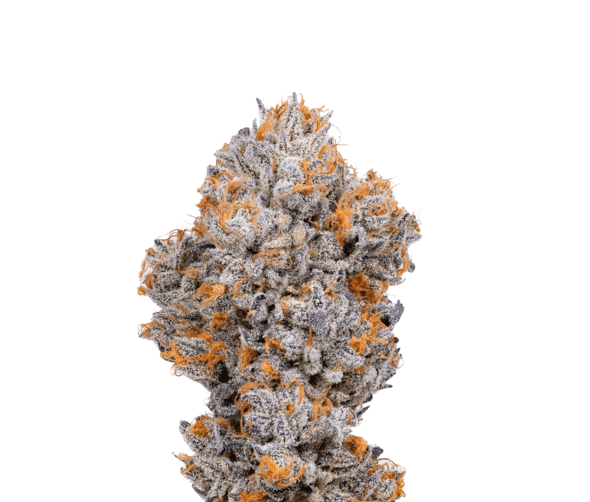 IMC GP5 THC28 - Icy Biscotti Pop IMC GP5 THC28 - Icy Biscotti Pop