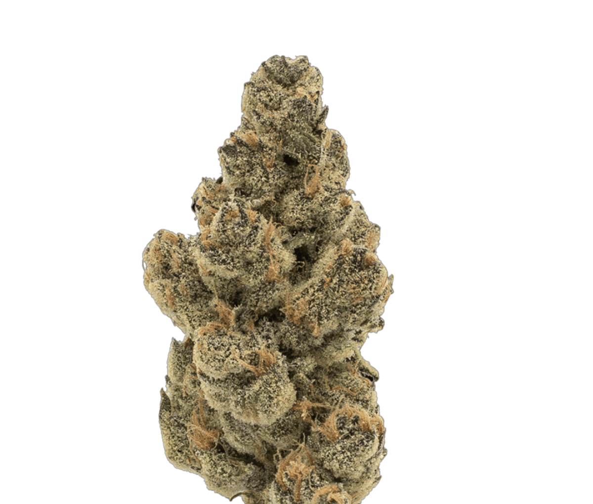 MGF CANN SNL 30/1 - Honey Suckle