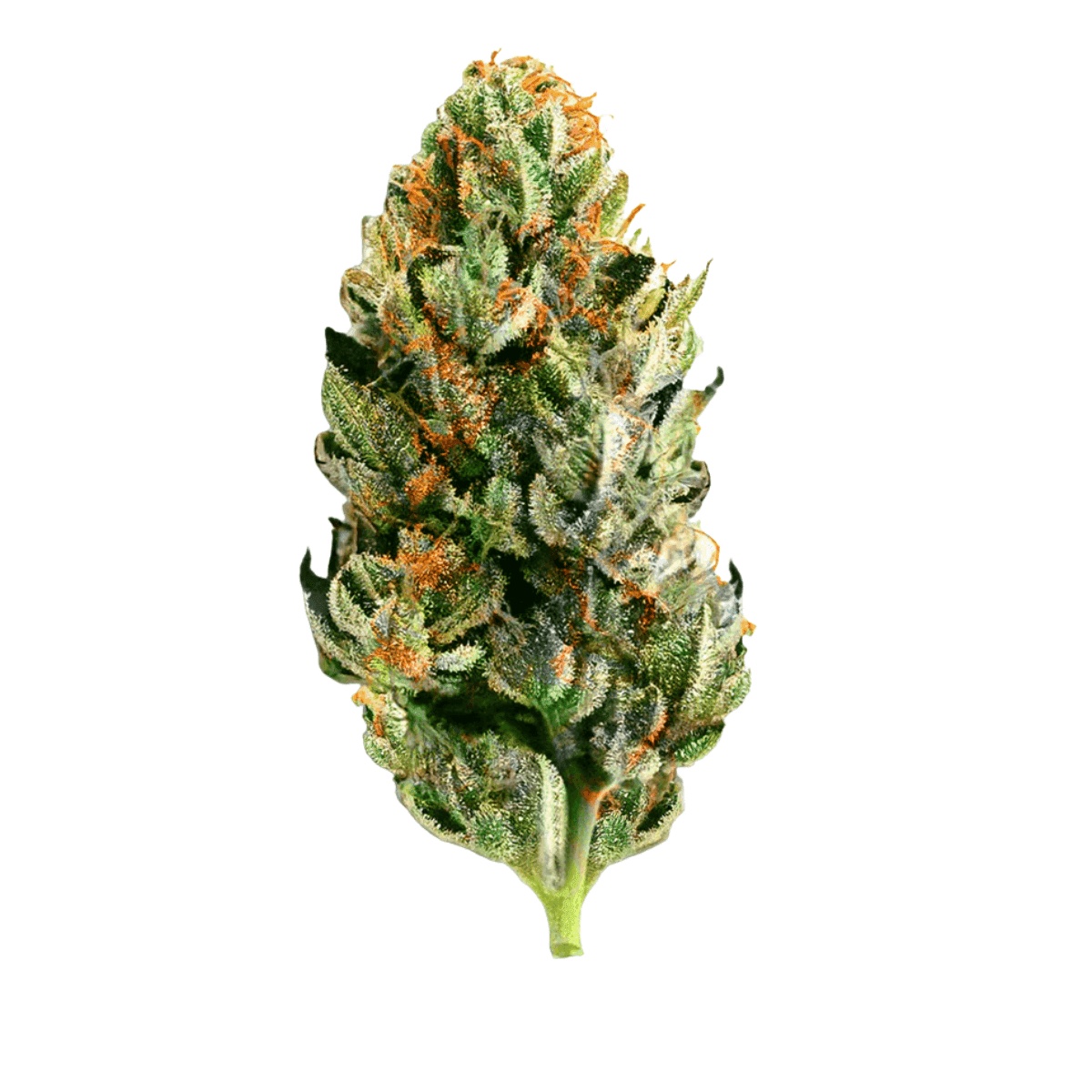Canify Cannabis flos 25/1 Ku. The Chef - Krumpet OG x London Pound Cake Canify Cannabis flos 25/1 Ku. The Chef - Krumpet OG x London Pound Cake
