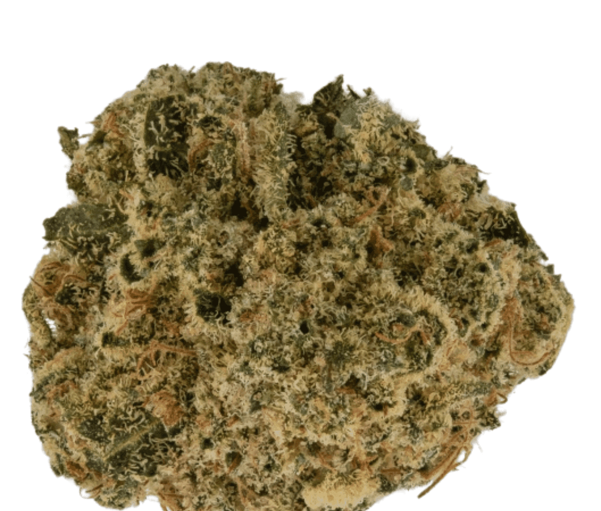 Barongo 30/1 ZP - Zesty Parm