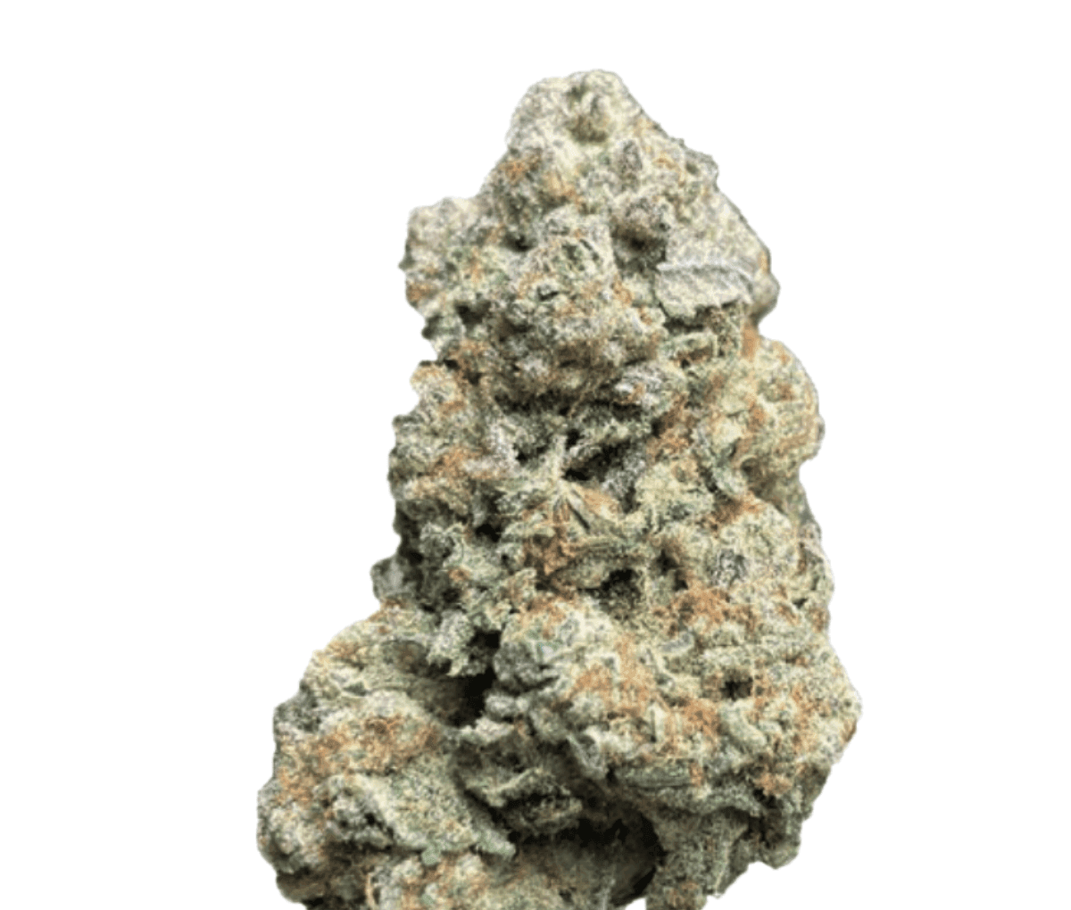 CM 24/1 GP - Gelati Punch