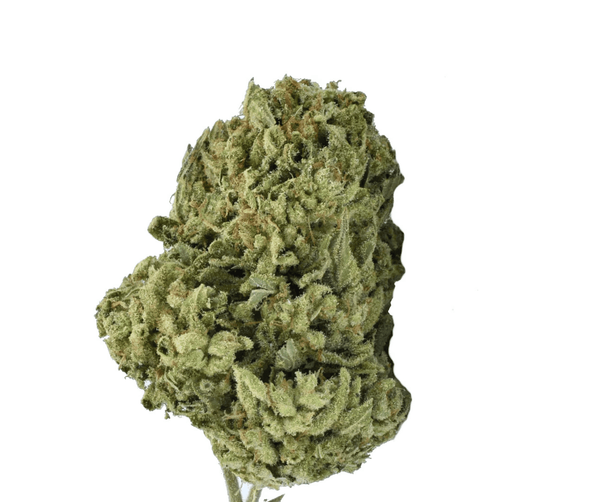 GROW 9/12 AM - Apricot Mints