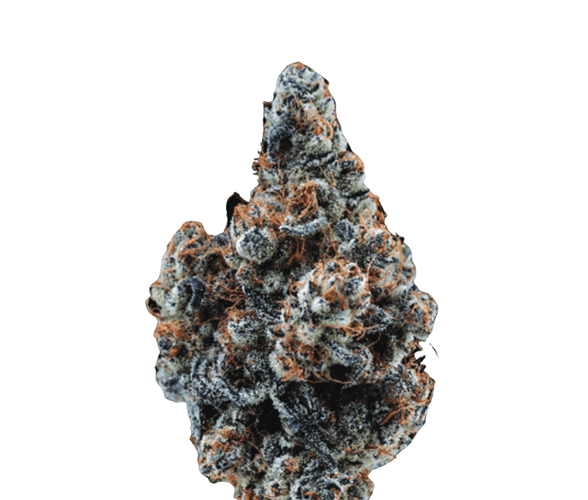 Citizen Labs CR 32/1 - Cali Rain Citizen Labs CR 32/1 - Cali Rain