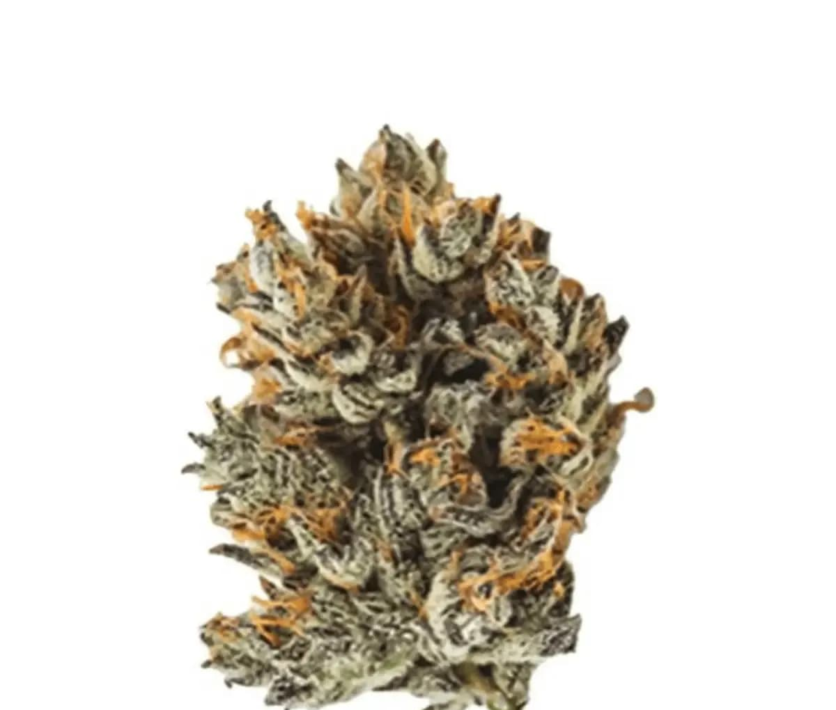 IMC Cannabisblüten GGA THC24 - Purple Grape