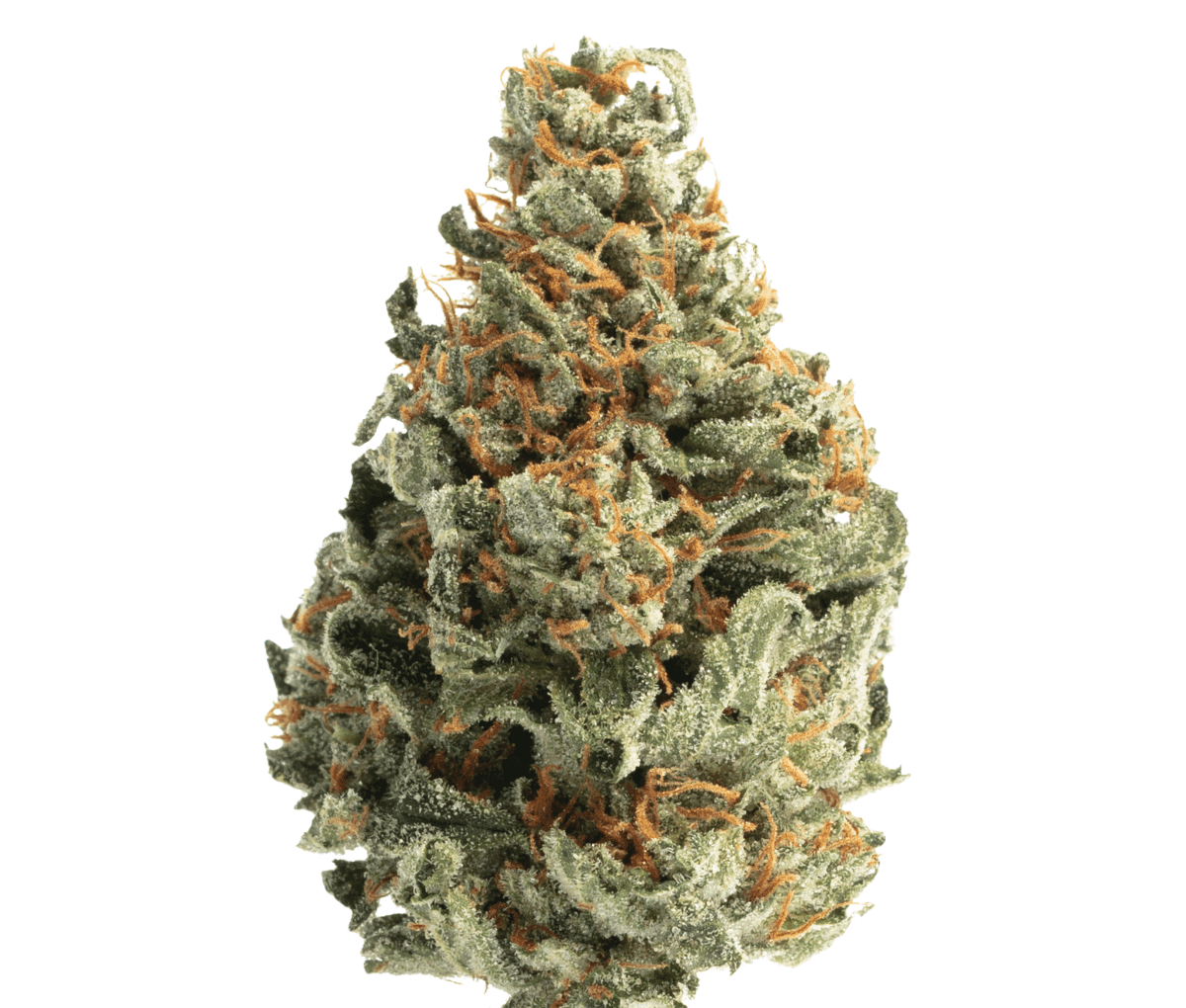 NICE 30/1 OZK - Ozark