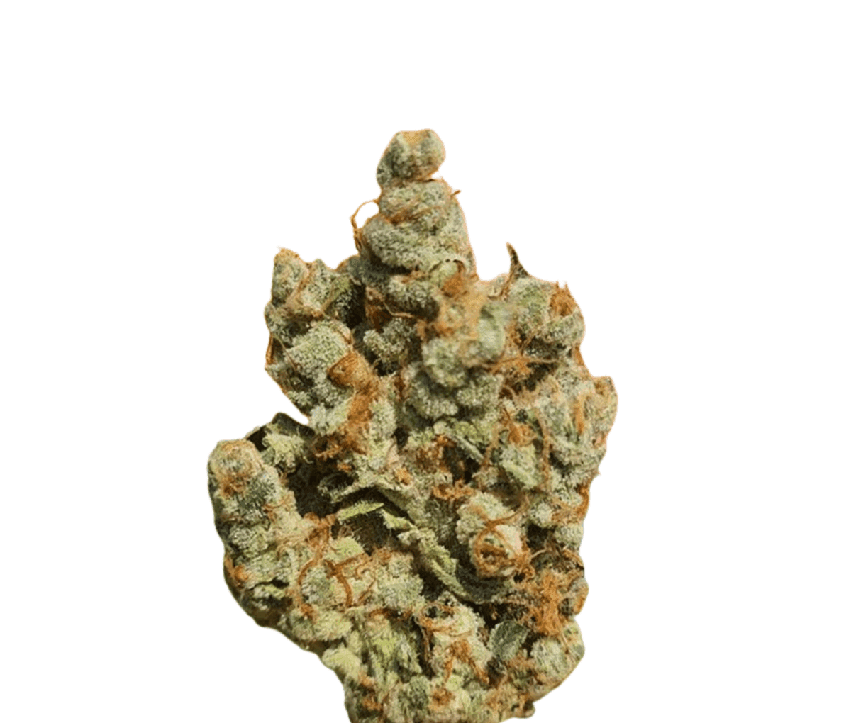 Cannamedical Sativa Forte venomZ Eve Cannamedical Sativa Forte venomZ Eve