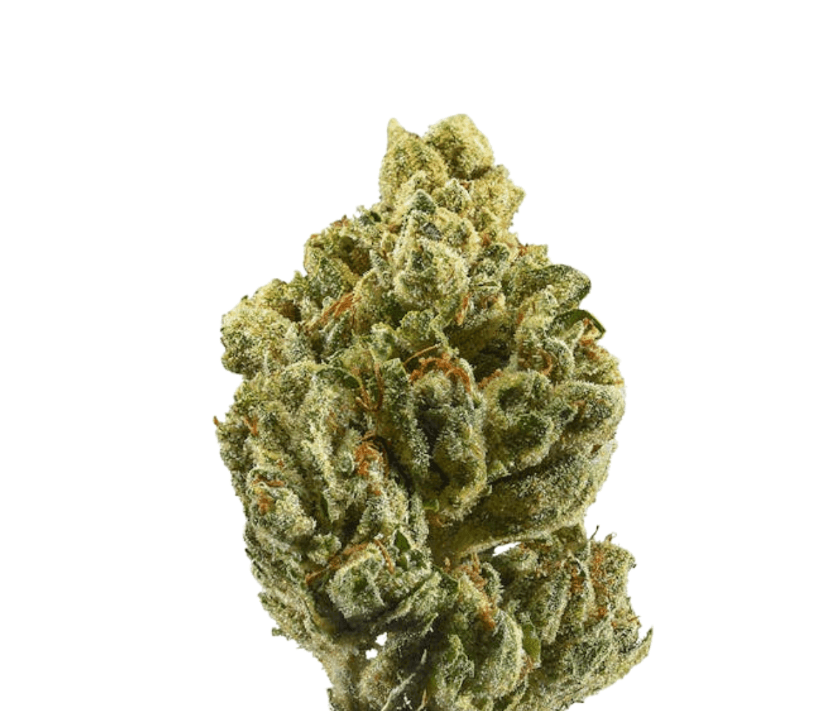 HiSociety 30/1 NLL - OKDK XX