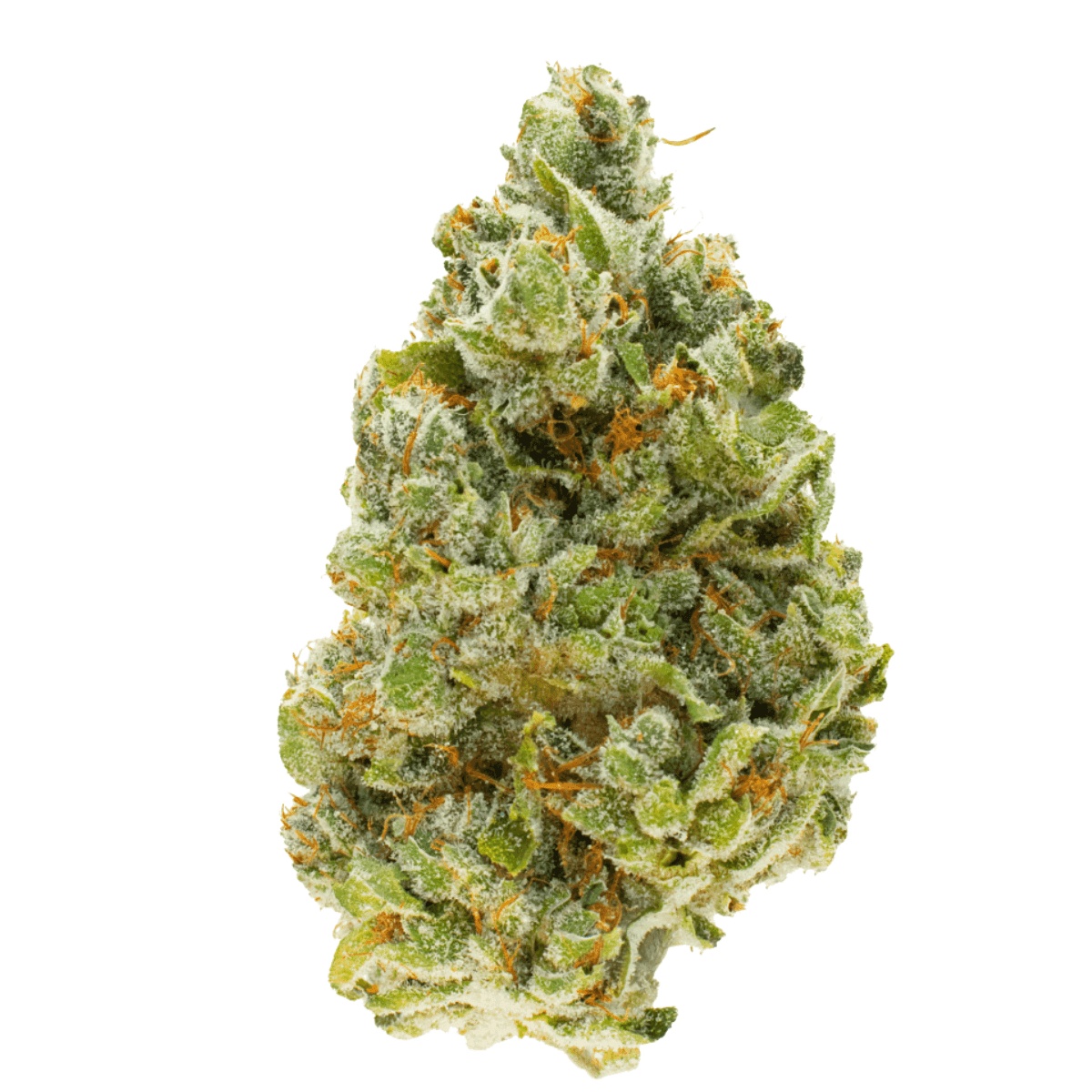 420 evolution 27/1 CA RZY - Red Rozay 420 evolution 27/1 CA RZY - Red Rozay