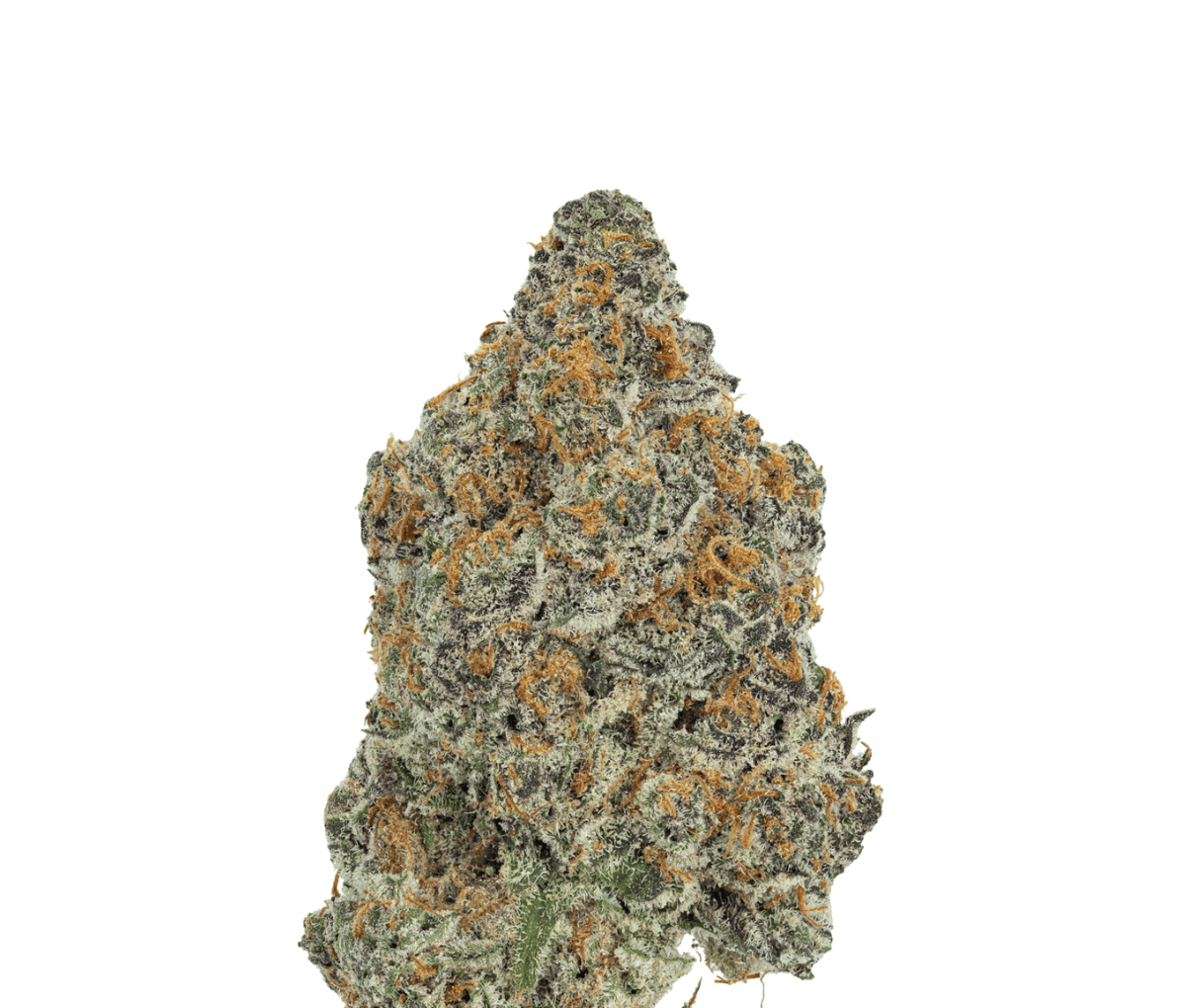 Cannabis flos 25/1 CL Ku. - Dosi Bow Cannabis flos 25/1 CL Ku. - Dosi Bow