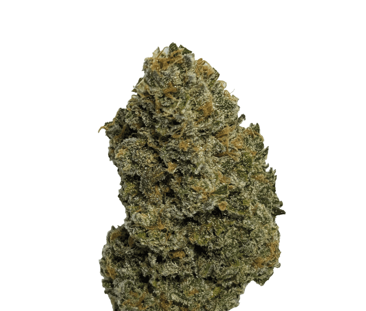 Wellford Aquaponic 29/1 LBO - Legendary Bozy