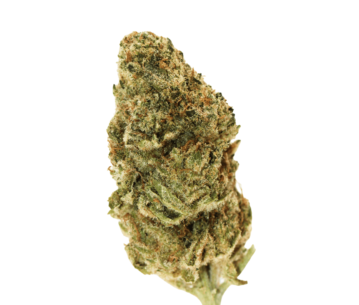 All Nations TT 25/1 - Tropic Thunder All Nations TT 25/1 - Tropic Thunder