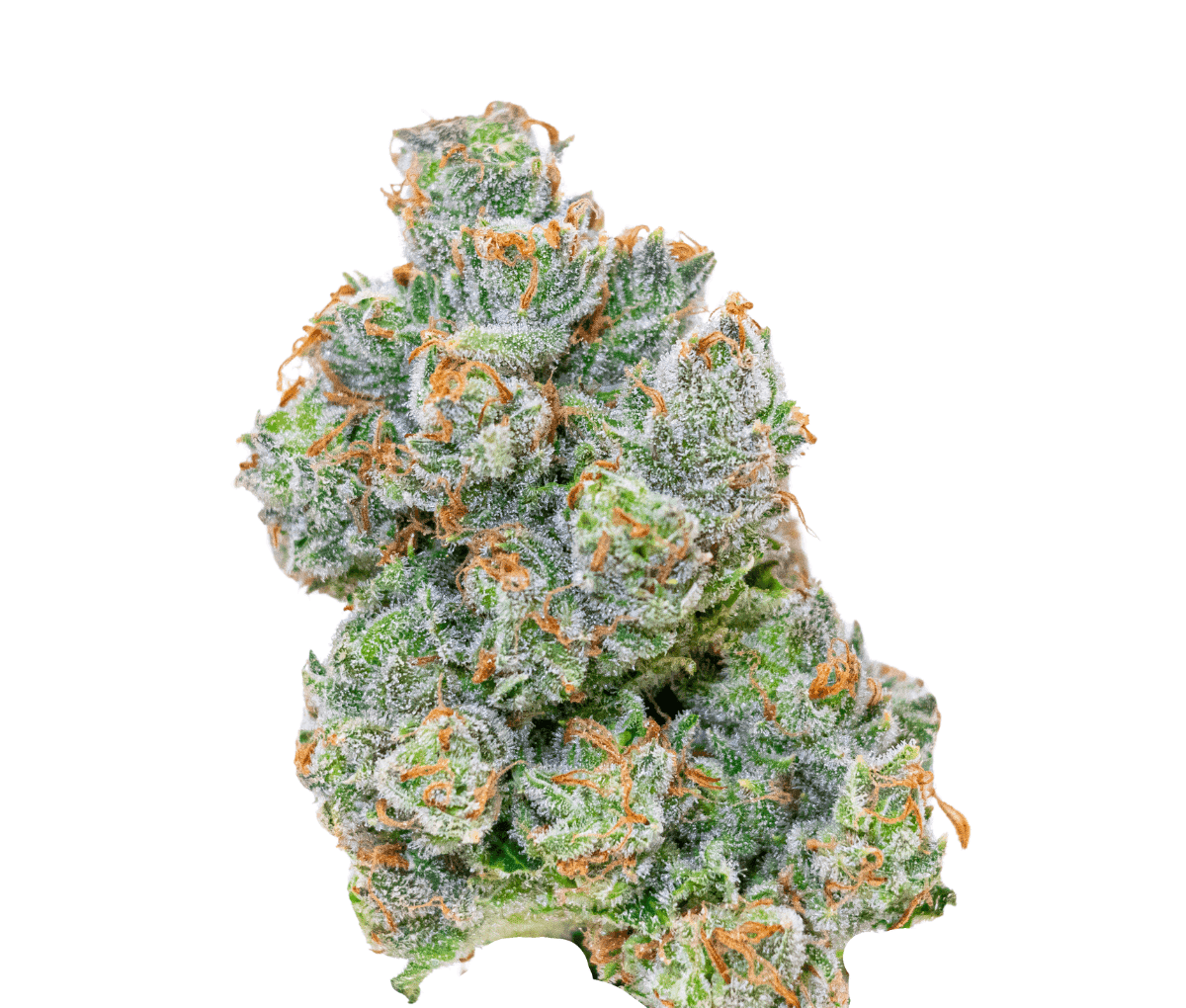 aleph green 24/1 Doce da Casa