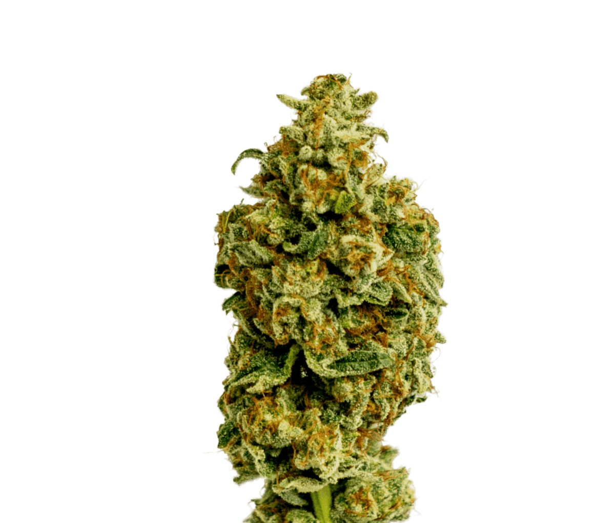 Cannamedical Sativa forte NM - Wedding Tree