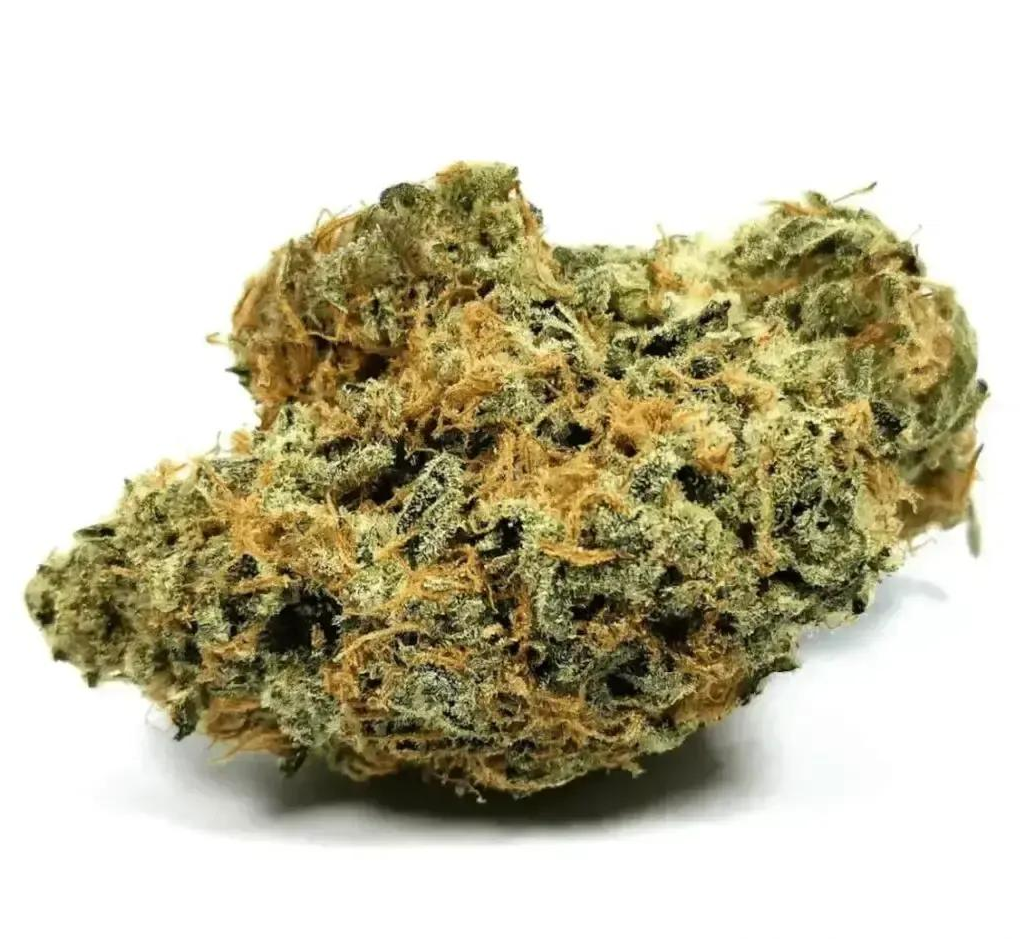 Nimbus Easy 22/1 La Sage