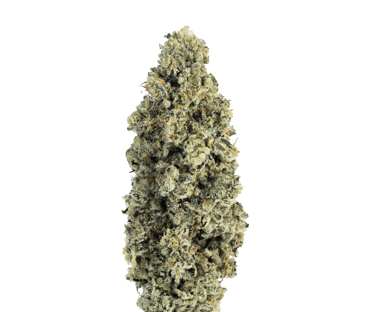 CNBS CPJ 31/1 - Cap Junky