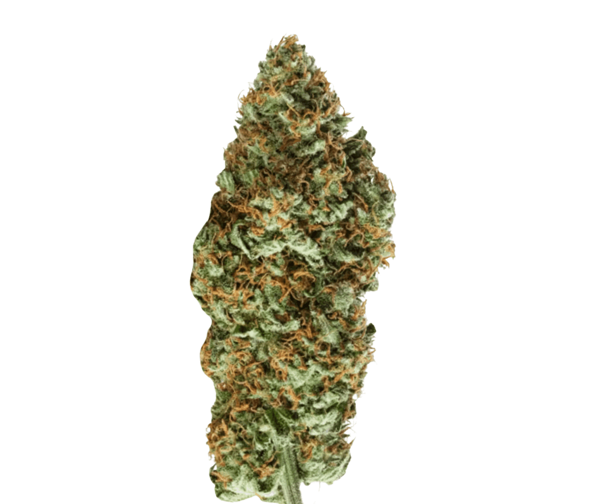 GROW 27 PL - Pink Lilac GROW 27 PL - Pink Lilac