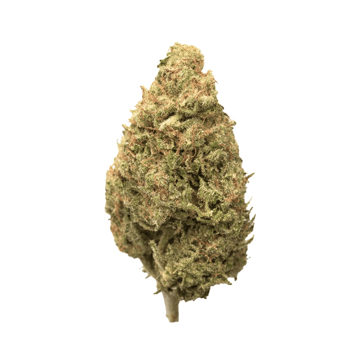 AMP KHI PUP THC25 - Purple Planet AMP KHI PUP THC25 - Purple Planet