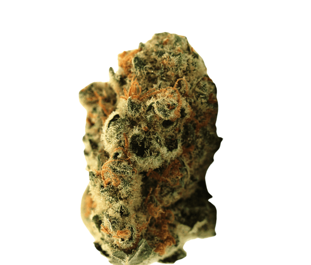 Demecan 22:01 Florestura - Super Haze x Amnesia Demecan 22:01 Florestura - Super Haze x Amnesia