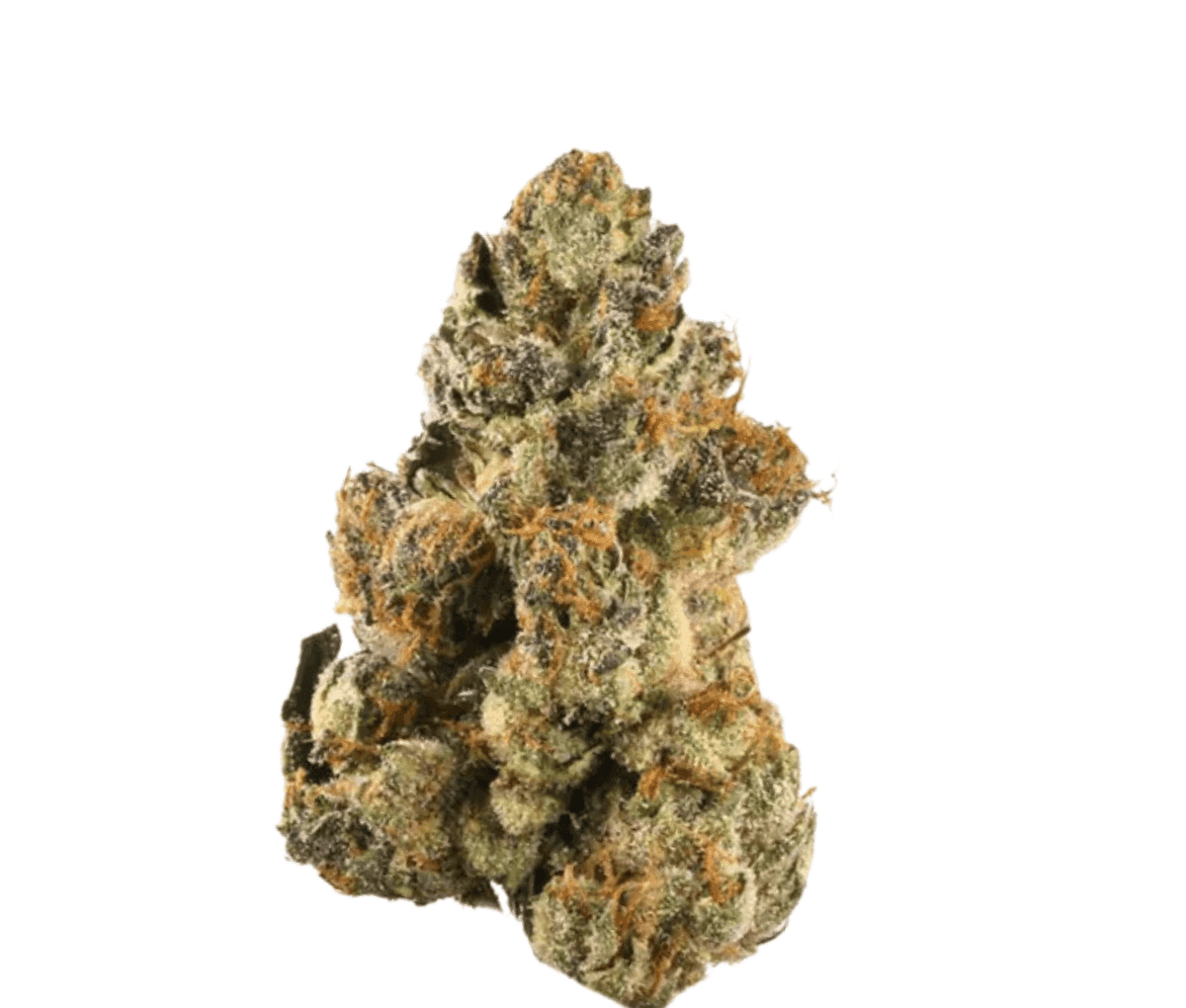 LOT 420 GLT PT 25/1 - Gelato 33