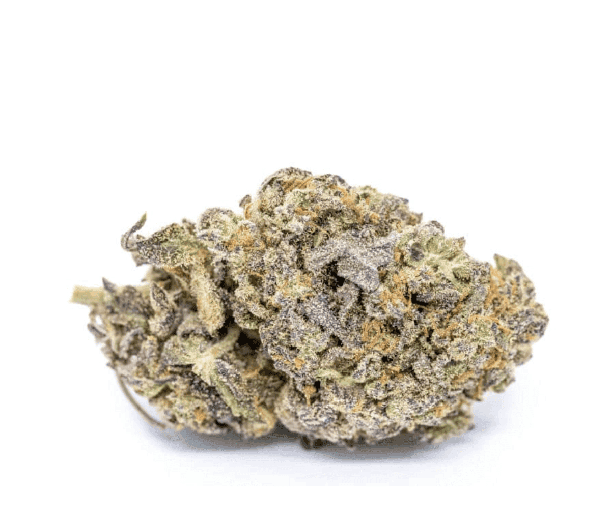 Cirrus Indica 27/1 - Space Cake