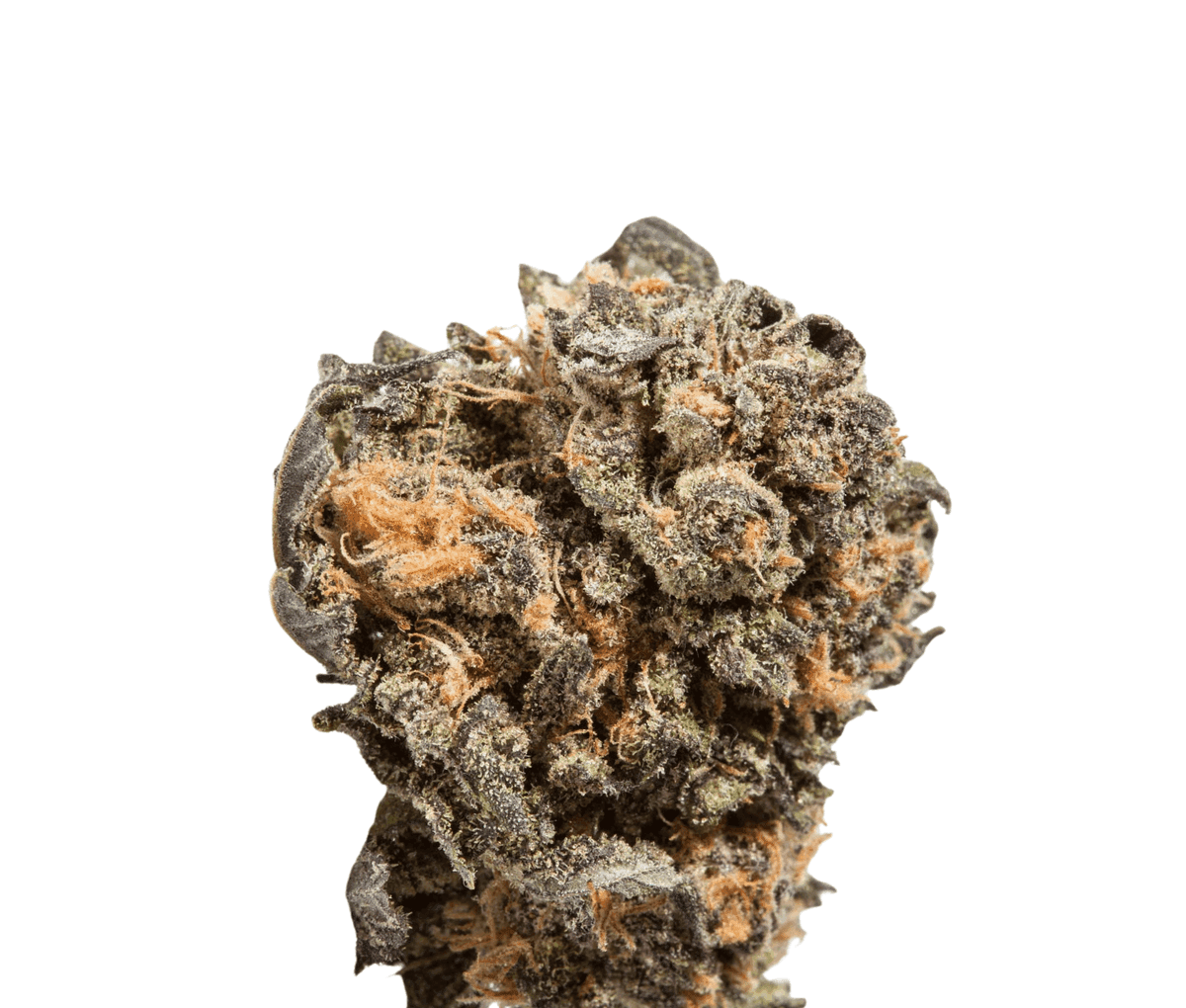 Wellford Luma 26/1 ZA SHR Sherbert Runtz