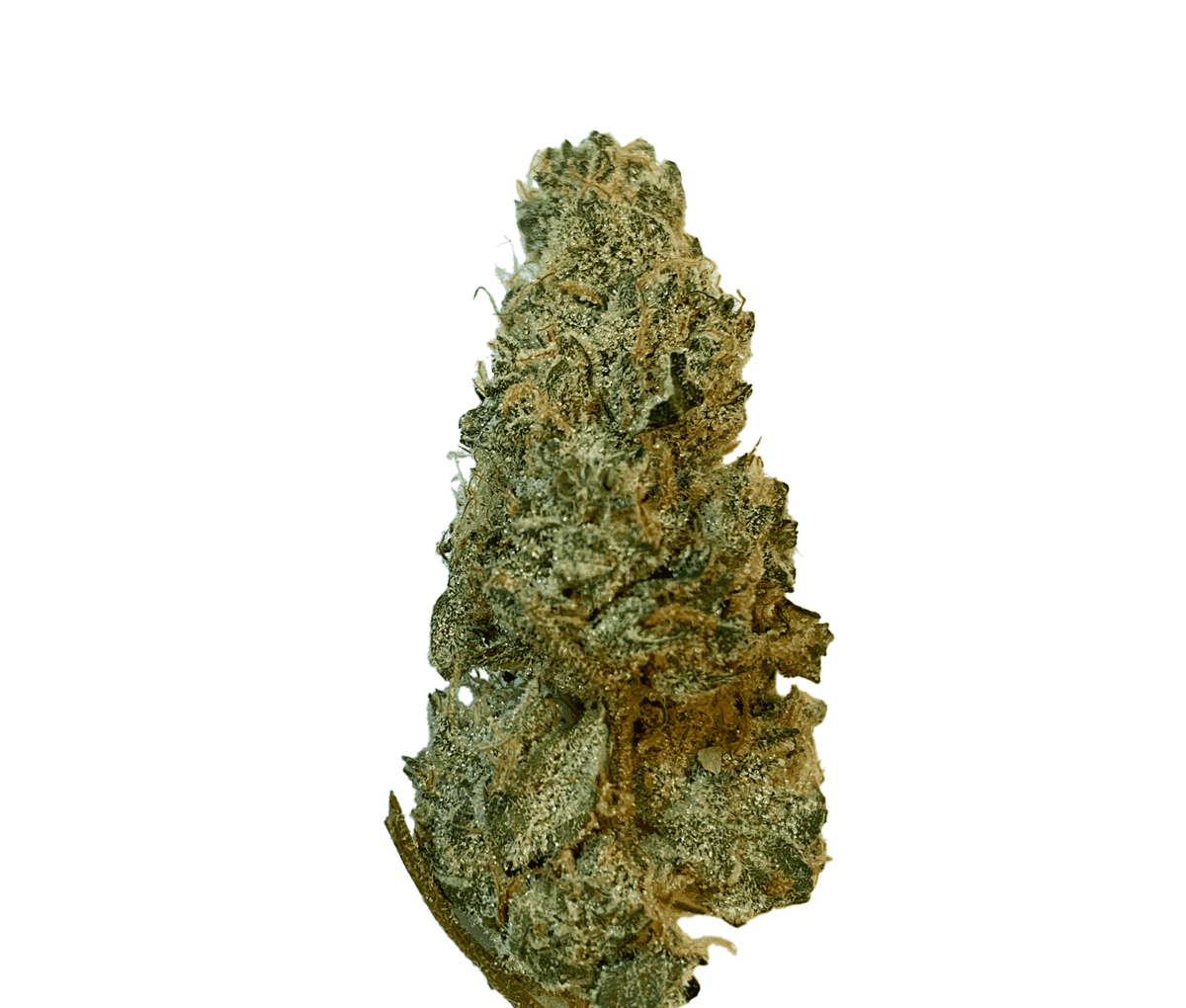 Medicus 27/1 EZA GMO