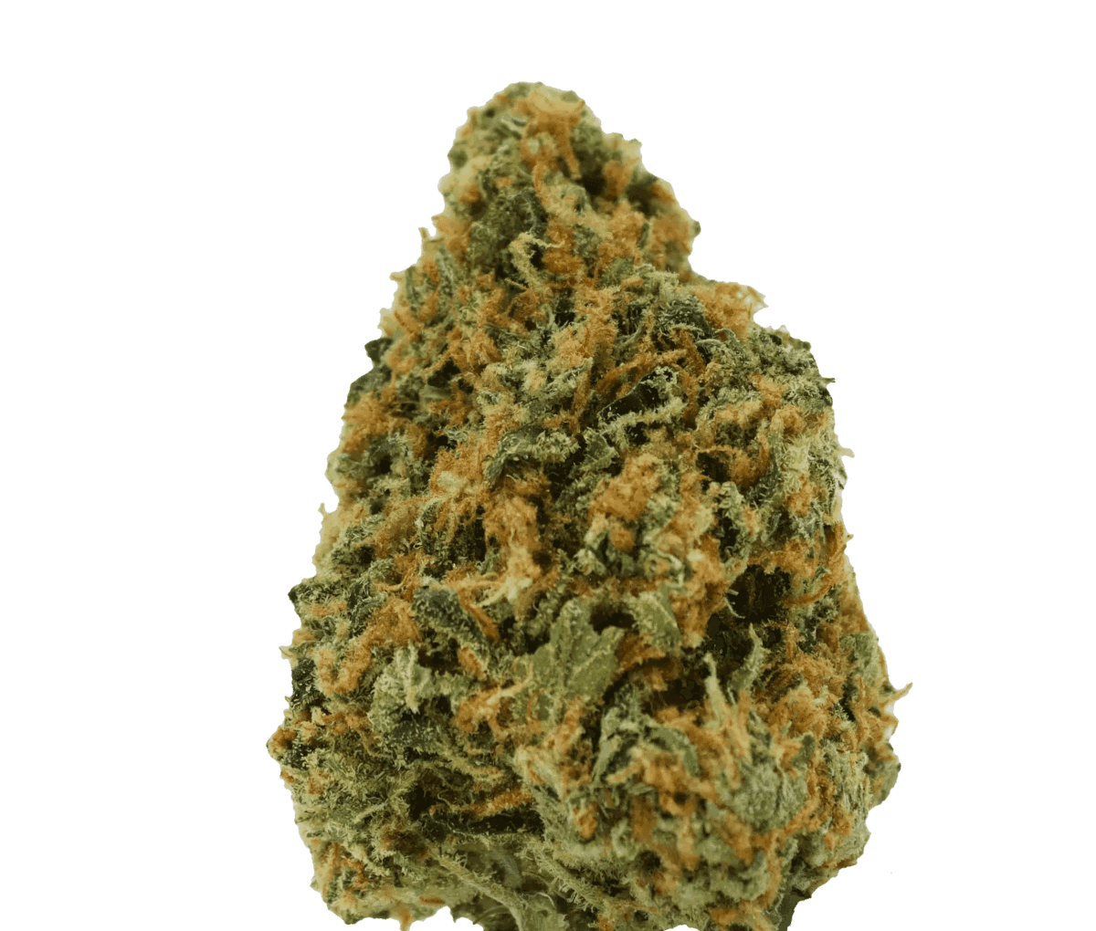 Avaay 23/1 CK - Critical Kush