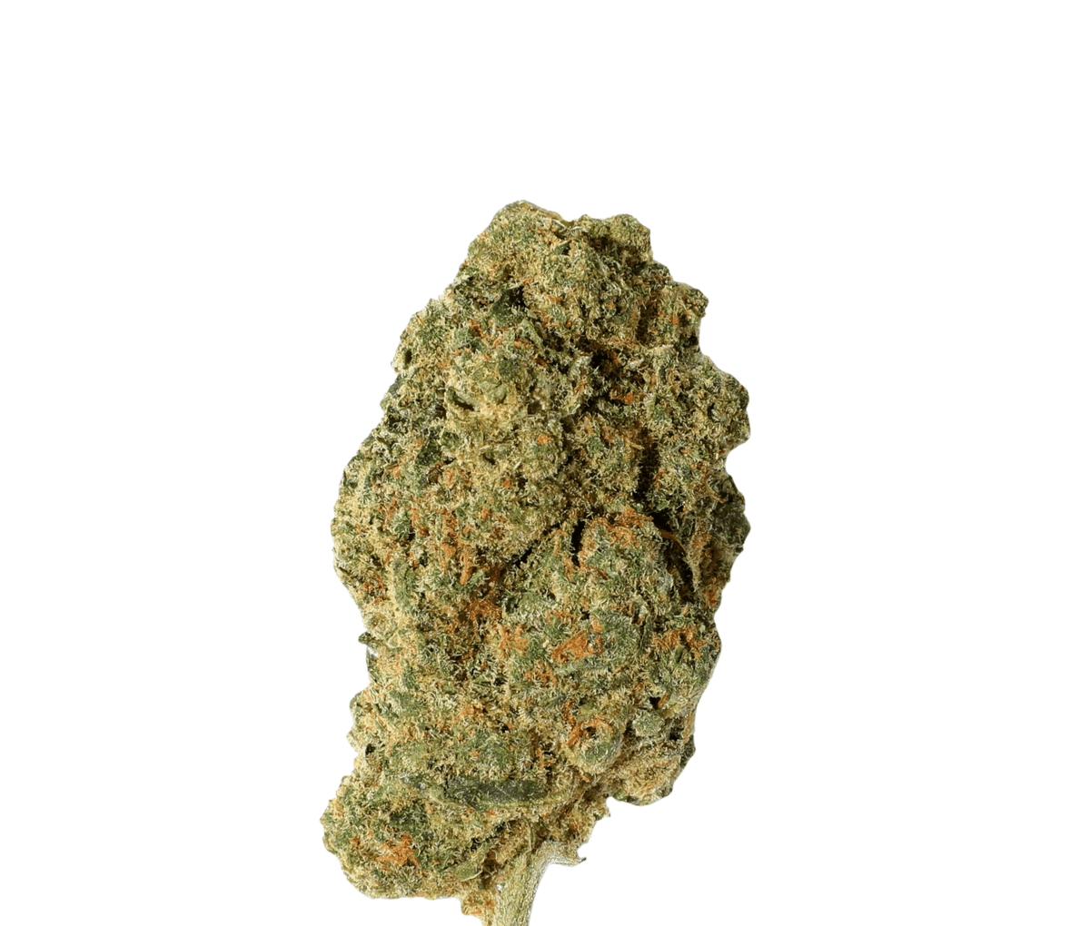 HUALA SCO 25/1 Scoops