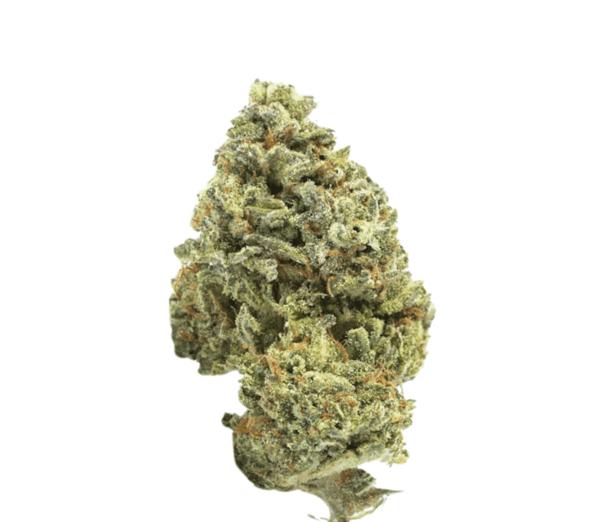 Canify 20/1 UY - Big Buddah Canify 20/1 UY - Big Buddah