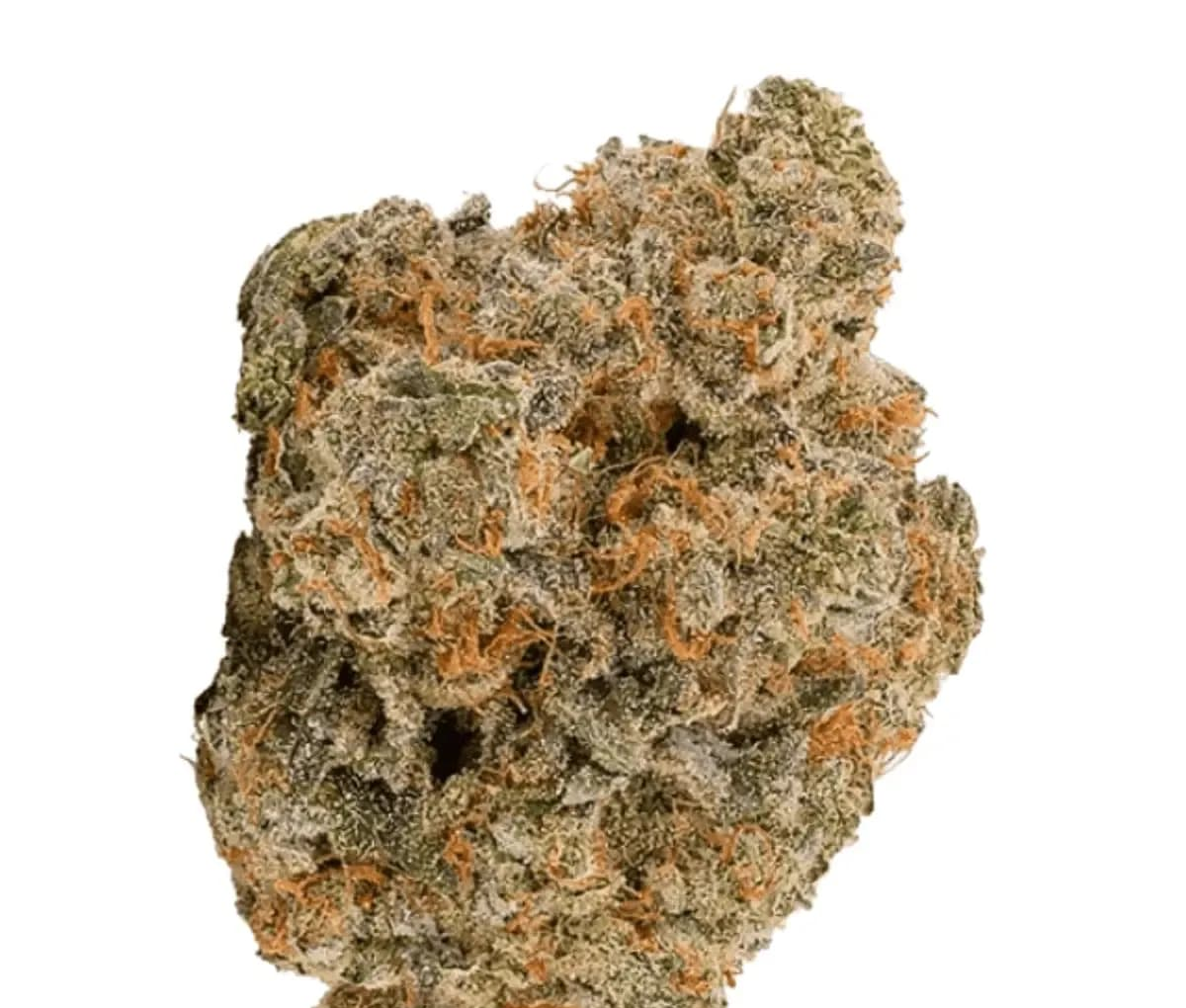 Bathera 25/1 BZ Blue Z