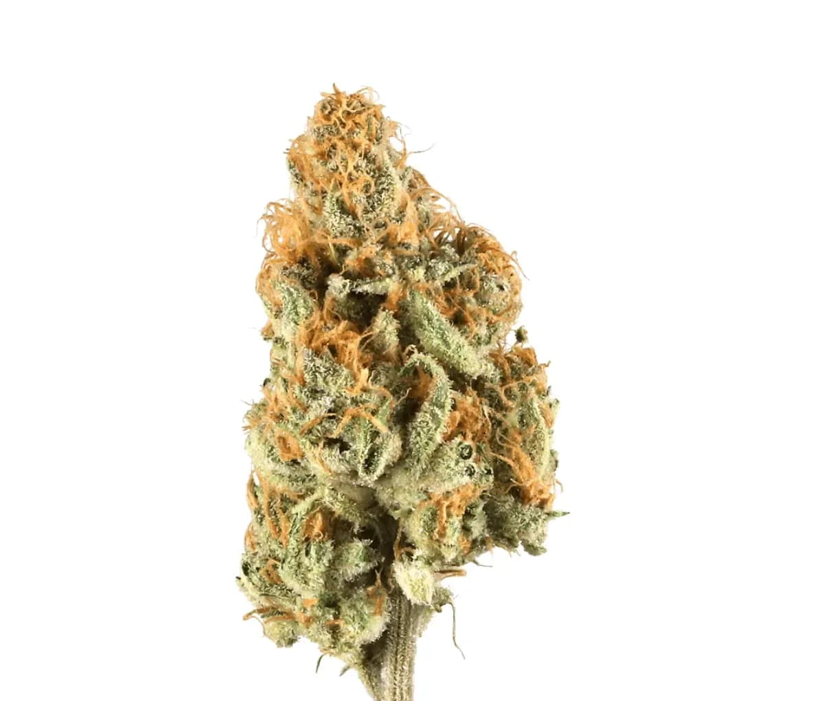 GT Strong Drop 27/1 Citron Cookies x Biker Kush smalls GT Strong Drop 27/1 Citron Cookies x Biker Kush smalls
