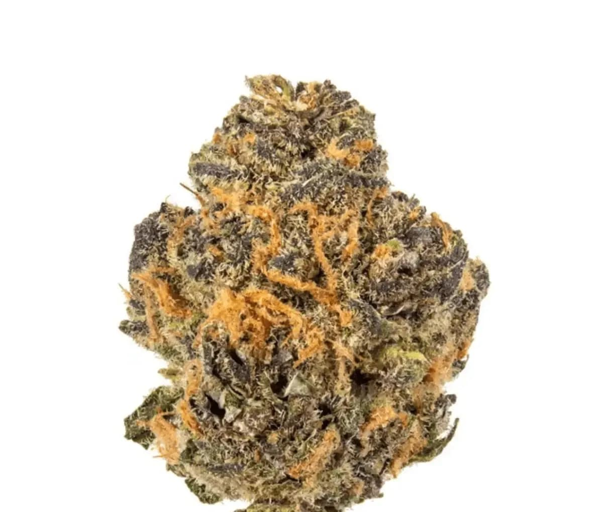 HUALA 25/1 CA GRF - Grape Face HUALA 25/1 CA GRF - Grape Face