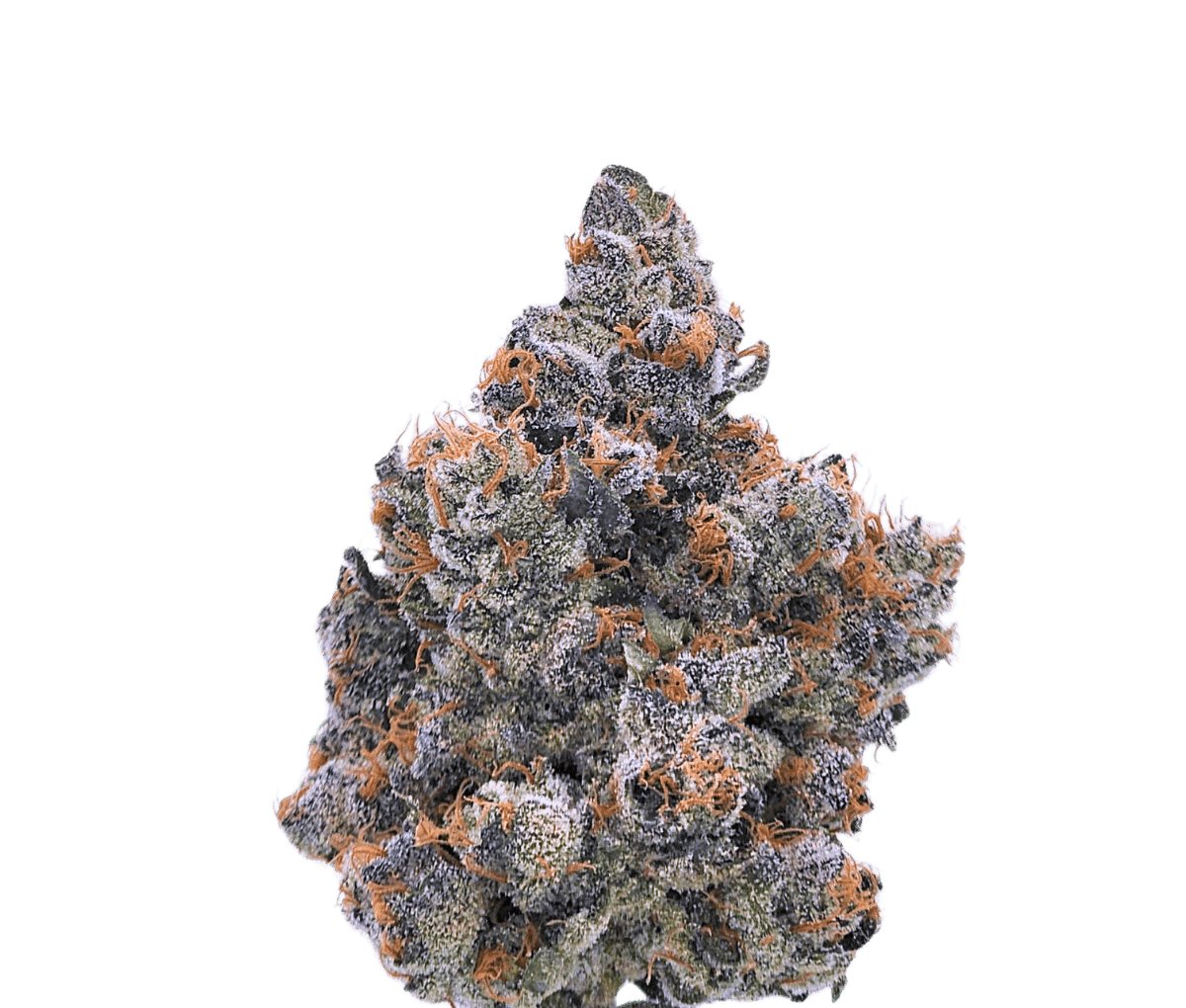 Cannabis flos 30/1 CNDA Ku. - Purple Churro Cannabis flos 30/1 CNDA Ku. - Purple Churro