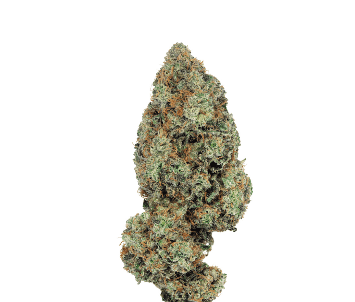 CNBS BYC 30/1 - Booty Clapper