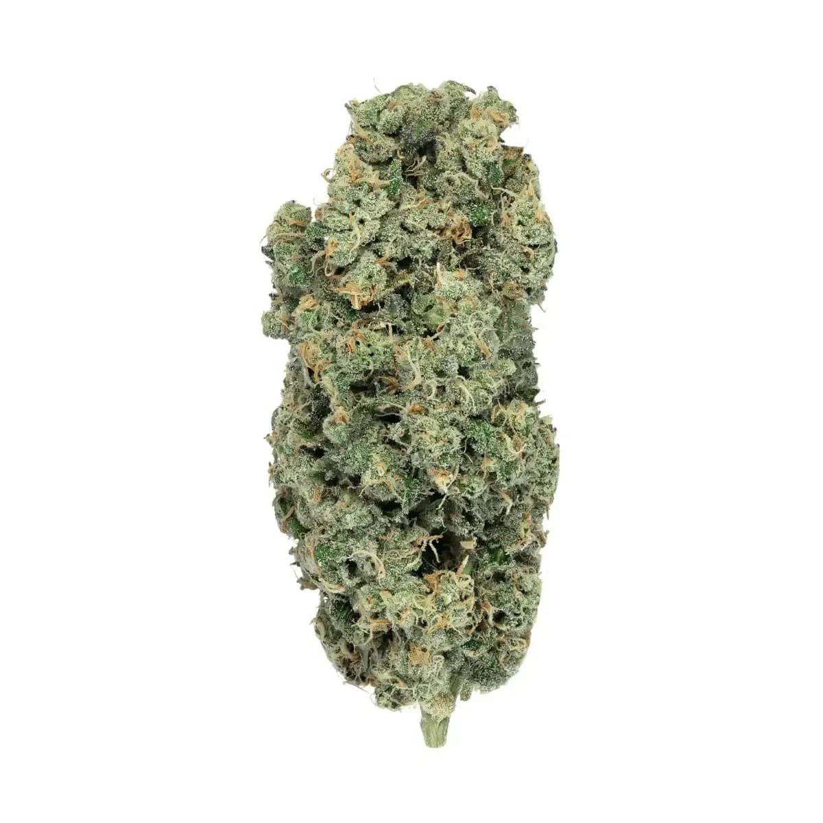 Phcann Exotics 32/1 - Spritzer