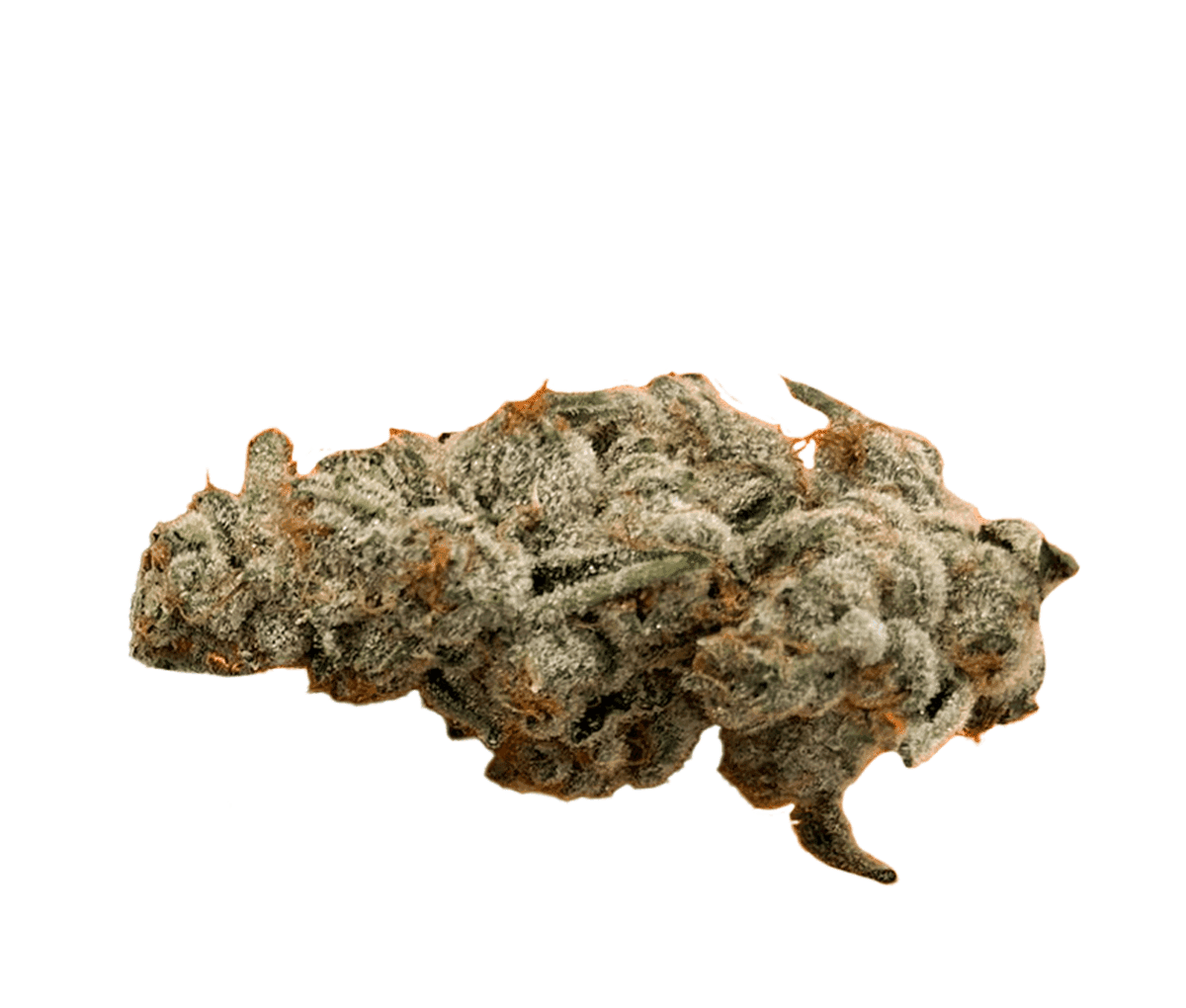 420 Evolution 30/1 CA PCH - Peach Chementine 420 Evolution 30/1 CA PCH - Peach Chementine